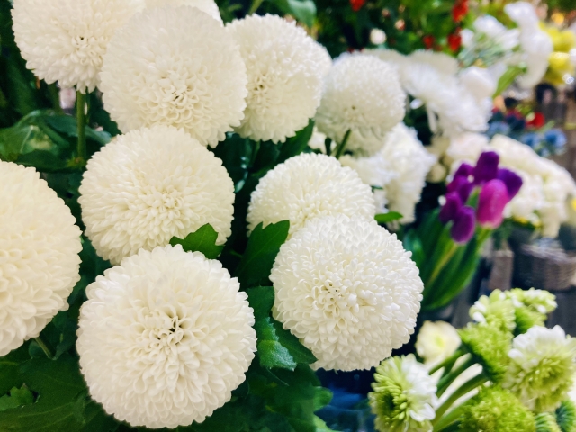丸い白菊の写真（夏の供花）